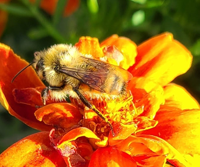 bee